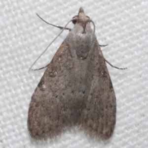 Nola pleurosema at WendyM's farm at Freshwater Ck. - 21 Feb 2023 02:04 AM