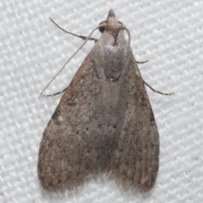 Nola pleurosema (Plain Tuft-moth) at Freshwater Creek, VIC - 20 Feb 2023 by WendyEM