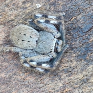 Isopedella pessleri at Gundary TSR - 12 Jun 2024