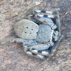 Isopedella pessleri at Gundary TSR - 12 Jun 2024