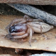 Clubiona sp. (genus) (Unidentified Stout Sac Spider) at Gundary, NSW - 12 Jun 2024 by trevorpreston