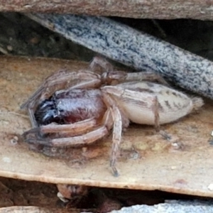 Clubiona sp. (genus) at Gundary TSR - 12 Jun 2024