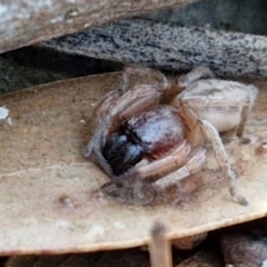 Clubiona sp. (genus) at Gundary TSR - 12 Jun 2024