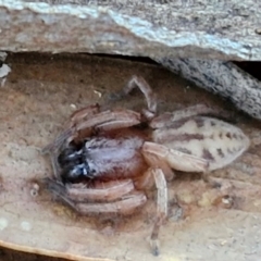 Clubiona sp. (genus) at Gundary TSR - 12 Jun 2024