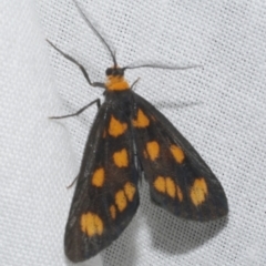 Asura cervicalis (Spotted Lichen Moth) at WendyM's farm at Freshwater Ck. - 20 Feb 2023 by WendyEM