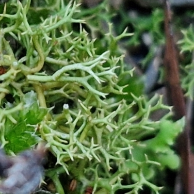 Cladia aggregata (A lichen) at Gundary TSR - 12 Jun 2024 by trevorpreston