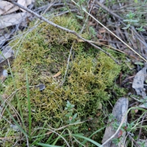 Cladia aggregata at Gundary TSR - 12 Jun 2024 04:19 PM