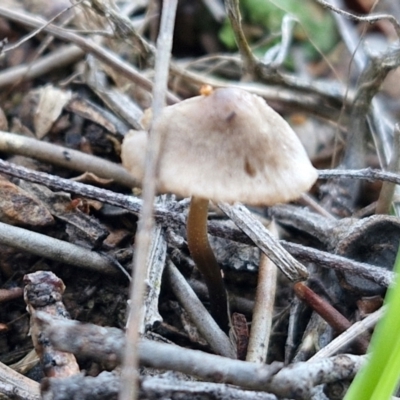 Unidentified Cap on a stem; gills below cap [mushrooms or mushroom-like] at Gundary, NSW - 12 Jun 2024 by trevorpreston