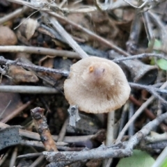 zz agaric (stem; gills white/cream) at Gundary TSR - 12 Jun 2024