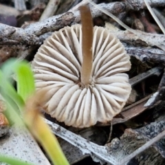 zz agaric (stem; gills white/cream) at Gundary TSR - 12 Jun 2024 04:18 PM