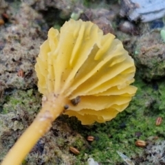 Lichenomphalia chromacea at Gundary TSR - 12 Jun 2024