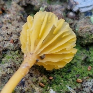 Lichenomphalia chromacea at Gundary TSR - 12 Jun 2024 04:18 PM