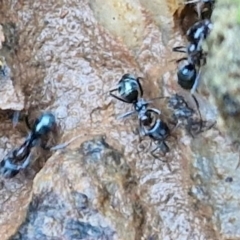 Anonychomyrma sp. (genus) (Black Cocktail Ant) at Gundary TSR - 12 Jun 2024 by trevorpreston