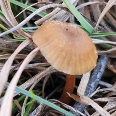 Unidentified Cap on a stem; gills below cap [mushrooms or mushroom-like] at Gundary, NSW - 12 Jun 2024 by trevorpreston