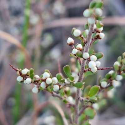 Cryptandra amara (Bitter Cryptandra) at Gundary TSR - 12 Jun 2024 by trevorpreston