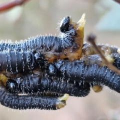 Perga sp. (genus) (Sawfly or Spitfire) at Gundary TSR - 12 Jun 2024 by trevorpreston