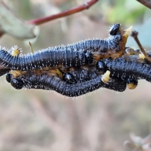 Perga sp. (genus) at Gundary TSR - 12 Jun 2024