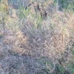 Cassinia sifton (Sifton Bush, Chinese Shrub) at Gundary TSR - 12 Jun 2024 by trevorpreston