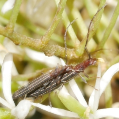 Syllitus microps (Longicorn or Longhorn beetle) at Freshwater Creek, VIC - 10 Feb 2023 by WendyEM