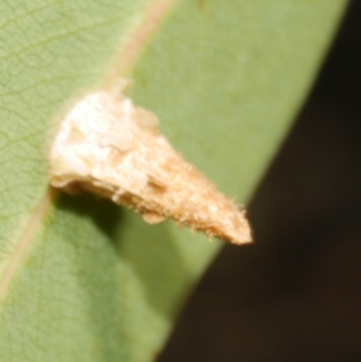 Hyalarcta nigrescens (Ribbed Case Moth) at Freshwater Creek, VIC - 10 Feb 2023 by WendyEM