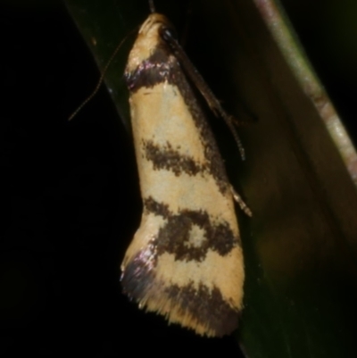 Olbonoma triptycha (Chezela Group) at Freshwater Creek, VIC - 12 Feb 2023 by WendyEM