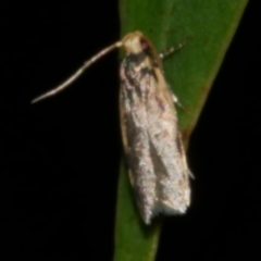 Hoplostega ochroma (a Eulechria Group moth) at Freshwater Creek, VIC - 12 Feb 2023 by WendyEM
