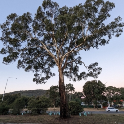 Eucalyptus melliodora (Yellow Box) at Kambah, ACT - 12 Jun 2024 by HelenCross