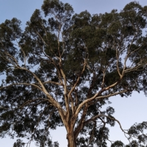 Eucalyptus melliodora at Kambah, ACT - 12 Jun 2024