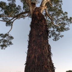 Eucalyptus melliodora at Kambah, ACT - 12 Jun 2024 05:04 PM