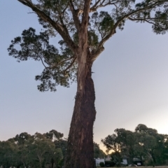 Eucalyptus melliodora at Kambah, ACT - 12 Jun 2024