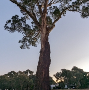 Eucalyptus melliodora at Kambah, ACT - 12 Jun 2024 05:04 PM