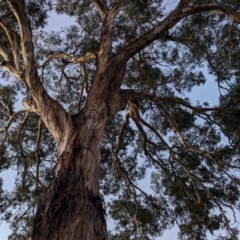 Eucalyptus melliodora at Kambah, ACT - 12 Jun 2024