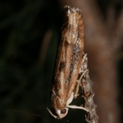 Clerarcha dryinopa (Xyloryctidae) at Freshwater Creek, VIC - 12 Feb 2023 by WendyEM