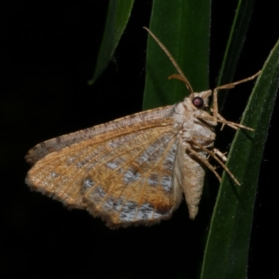 Dissomorphia australiaria (Dissomorphia australiaria) at Freshwater Creek, VIC - 12 Feb 2023 by WendyEM