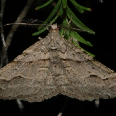 Syneora fractata (Ennominae) at Freshwater Creek, VIC - 12 Feb 2023 by WendyEM