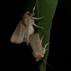 Leucania uda (A Noctuid moth) at Freshwater Creek, VIC - 12 Feb 2023 by WendyEM
