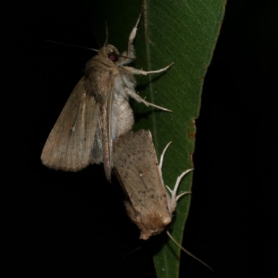 Leucania uda (A Noctuid moth) at Freshwater Creek, VIC - 12 Feb 2023 by WendyEM
