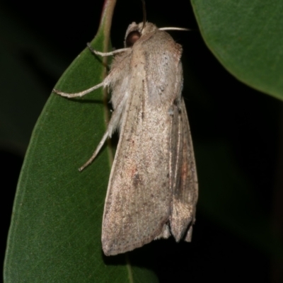 Mythimna (Pseudaletia) convecta (Common Armyworm) at Freshwater Creek, VIC - 12 Feb 2023 by WendyEM