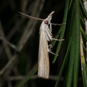 Culladia cuneiferellus at WendyM's farm at Freshwater Ck. - 12 Feb 2023