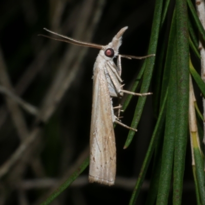 Culladia cuneiferellus (Crambinae moth) at WendyM's farm at Freshwater Ck. - 12 Feb 2023 by WendyEM