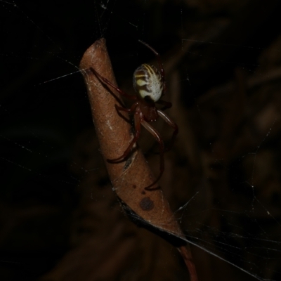 Phonognatha graeffei (Leaf Curling Spider) at WendyM's farm at Freshwater Ck. - 12 Feb 2023 by WendyEM