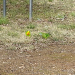 Polytelis swainsonii at Yerrabi Pond - suppressed