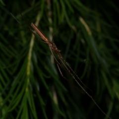 Tetragnatha sp. (genus) (Long-jawed spider) at WendyM's farm at Freshwater Ck. - 12 Feb 2023 by WendyEM