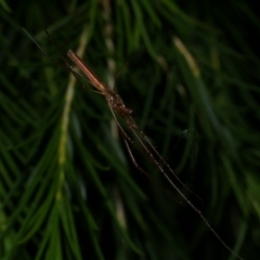 Tetragnatha demissa at Freshwater Creek, VIC - 12 Feb 2023 by WendyEM