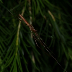 Tetragnatha sp. (genus) at WendyM's farm at Freshwater Ck. - 12 Feb 2023 11:36 PM
