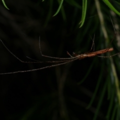 Tetragnatha sp. (genus) at WendyM's farm at Freshwater Ck. - 12 Feb 2023 11:36 PM