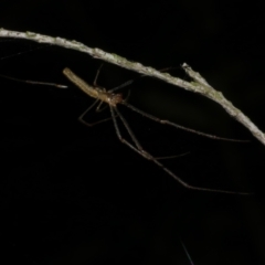 Tetragnatha demissa at Freshwater Creek, VIC - 12 Feb 2023 by WendyEM