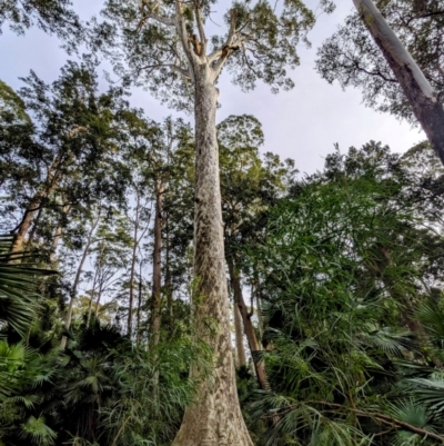 Corymbia maculata (Spotted Gum) at Murramarang National Park - 27 Jun 2023 by HelenCross