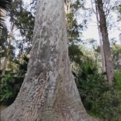 Corymbia maculata at Murramarang National Park - 27 Jun 2023 09:30 AM