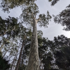 Corymbia maculata at Murramarang National Park - 27 Jun 2023 09:30 AM